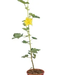Fremontodendron California Glory - Pot Ø 21 Cm 7 Fremontodendron California Glory - Pot Ø 21 Cm -Aanbiedingen Boom Licht Winkel 1990502748