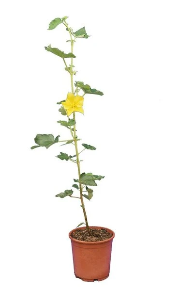 Fremontodendron California Glory - Pot Ø 21 Cm 4 Fremontodendron California Glory - Pot Ø 21 Cm - Afbeelding 4