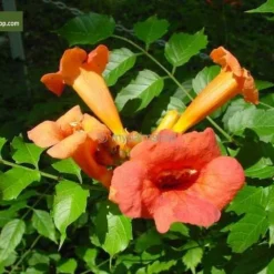 Campsis Radicans - Totale Hoogte 160+ Cm - Pot Ø 20 Cm -Aanbiedingen Boom Licht Winkel 1990523610