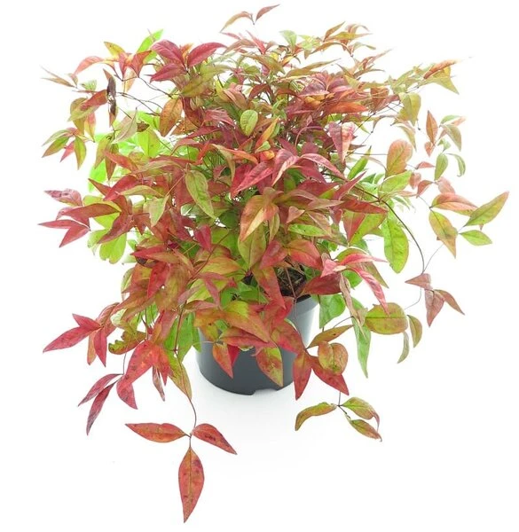 Nandina Domestica Firepower - Totale Hoogte 40-50 Cm - Pot Ø 19 Cm 1 Nandina Domestica Firepower - Totale Hoogte 40-50 Cm - Pot Ø 19 Cm