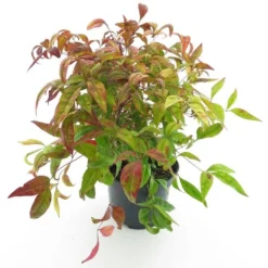 Nandina Domestica Firepower - Totale Hoogte 35-45 Cm - Pot Ø 17 Cm