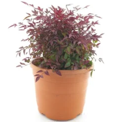 Nandina Domestica Obsessed - Totale Hoogte 50-80 Cm - Pot Ø 25 Cm