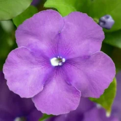 Brunfelsia Pauciflora - Totale Hoogte 60-80 Cm - Pot Ø 21 Cm