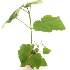 Paulownia Tomentosa - Totale Hoogte 40+ Cm - Pot Ø 26 Cm 7 Paulownia Tomentosa - Totale Hoogte 40+ Cm - Pot Ø 26 Cm -Aanbiedingen Boom Licht Winkel 1990835358