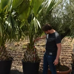 Sabal Minor - Totale Hoogte 220+ Cm - Stamhoogte 60-70 Cm - Pot Ø 70 Cm [pallet]