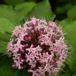 Clerodendrum Bungei - Totale Hoogte 100+ Cm - Pot Ø 23 Cm