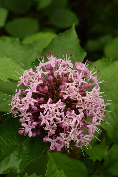 Clerodendrum Bungei - Totale Hoogte 100+ Cm - Pot Ø 23 Cm 1 Clerodendrum Bungei - Totale Hoogte 100+ Cm - Pot Ø 23 Cm