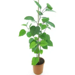 Clerodendrum Bungei - Totale Hoogte 100+ Cm - Pot Ø 23 Cm 5 Clerodendrum Bungei - Totale Hoogte 100+ Cm - Pot Ø 23 Cm -Aanbiedingen Boom Licht Winkel 1990976535