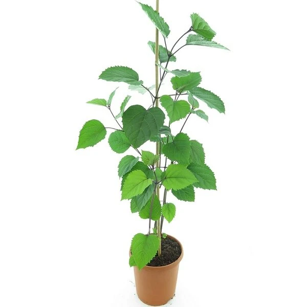 Clerodendrum Bungei - Totale Hoogte 100+ Cm - Pot Ø 23 Cm 3 Clerodendrum Bungei - Totale Hoogte 100+ Cm - Pot Ø 23 Cm - Afbeelding 3