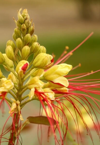Caesalpinia Gilliesii - Totale Hoogte 90-110 Cm - Pot Ø 21 Cm 1 Caesalpinia Gilliesii - Totale Hoogte 90-110 Cm - Pot Ø 21 Cm