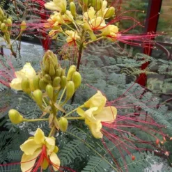 Caesalpinia Gilliesii - Totale Hoogte 90-110 Cm - Pot Ø 21 Cm 6 Caesalpinia Gilliesii - Totale Hoogte 90-110 Cm - Pot Ø 21 Cm -Aanbiedingen Boom Licht Winkel 1990976679
