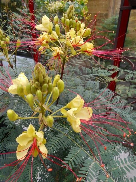Caesalpinia Gilliesii - Totale Hoogte 90-110 Cm - Pot Ø 21 Cm 3 Caesalpinia Gilliesii - Totale Hoogte 90-110 Cm - Pot Ø 21 Cm - Afbeelding 3