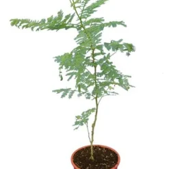 Caesalpinia Gilliesii - Totale Hoogte 90-110 Cm - Pot Ø 21 Cm 7 Caesalpinia Gilliesii - Totale Hoogte 90-110 Cm - Pot Ø 21 Cm -Aanbiedingen Boom Licht Winkel 1990976682