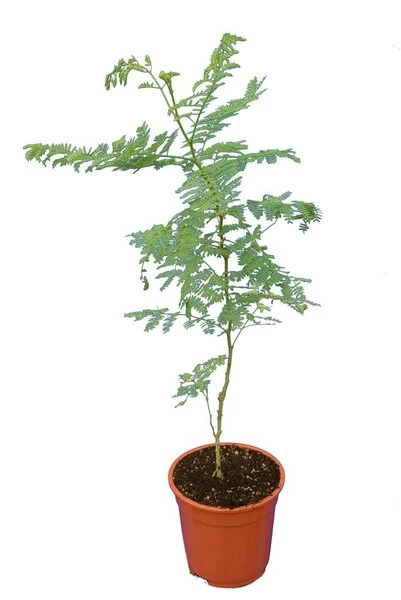Caesalpinia Gilliesii - Totale Hoogte 90-110 Cm - Pot Ø 21 Cm 4 Caesalpinia Gilliesii - Totale Hoogte 90-110 Cm - Pot Ø 21 Cm - Afbeelding 4