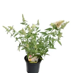 Buddleja Buzz Set Van 3 - Ivory + Midnight + Violet - Pot 3 Ltr -Aanbiedingen Boom Licht Winkel 1990988979