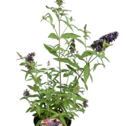 Buddleja Buzz Set Van 3 - Ivory + Midnight + Violet - Pot 3 Ltr -Aanbiedingen Boom Licht Winkel 1990988982