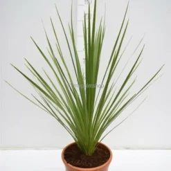 Cordyline Australis - Stam 20-40 Cm - Totale Hoogte 150-180 Cm - Pot Ø 35 Cm -Aanbiedingen Boom Licht Winkel 1990990773