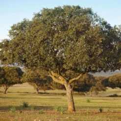 Quercus Ilex - Pot Ø 35 Cm
