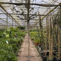 Quercus Ilex - Pot Ø 35 Cm -Aanbiedingen Boom Licht Winkel 1991044917