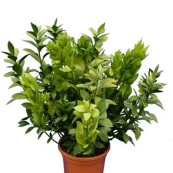 Ruscus Hypoglossum - Totale Hoogte 70-90 Cm - Pot Ø 26 Cm
