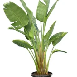 Strelitzia Nicolai - Totale Hoogte 140-160 Cm - Pot Ø 36 Cm - 3 Planten Per Pot [pallet]