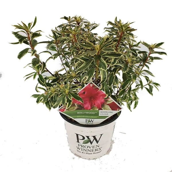 Rhododendron Bollywood - Totale Hoogte 35-45 Cm - Pot 3 Ltr 2 Rhododendron Bollywood - Totale Hoogte 35-45 Cm - Pot 3 Ltr - Afbeelding 2