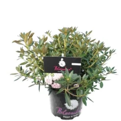 Bloombux Pink - Rhododendron Micranthum Inkarho - Totale Hoogte 30-40 Cm - Pot 2 Ltr
