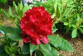 Rhododendron Nova Zembla - Totale Hoogte 50-60 Cm - Pot 5 Ltr 1 Rhododendron Nova Zembla - Totale Hoogte 50-60 Cm - Pot 5 Ltr