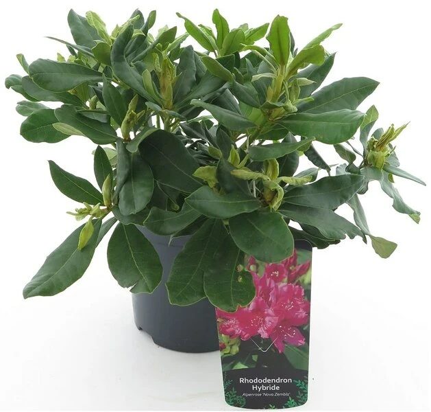 Rhododendron Nova Zembla - Totale Hoogte 50-60 Cm - Pot 5 Ltr 2 Rhododendron Nova Zembla - Totale Hoogte 50-60 Cm - Pot 5 Ltr - Afbeelding 2