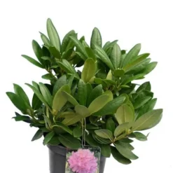 Rhododendron Catawbiense Grandiflorum - Totale Hoogte 50-60 Cm - Pot 5 Ltr