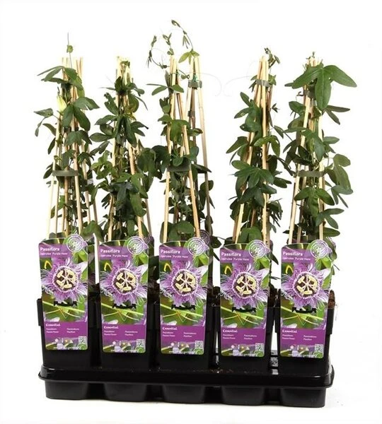 Passiflora Caerulea Purple Haze - Pot 2 Ltr 1 Passiflora Caerulea Purple Haze - Pot 2 Ltr