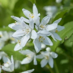 Deutzia Yuki Snowflake - Totale Hoogte 30-40 - Pot 3 Ltr