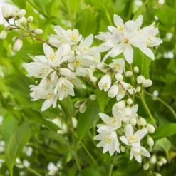 Deutzia Yuki Snowflake - Totale Hoogte 30-40 - Pot 3 Ltr -Aanbiedingen Boom Licht Winkel 1991142669