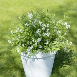 Deutzia Yuki Snowflake - Totale Hoogte 30-40 - Pot 3 Ltr -Aanbiedingen Boom Licht Winkel 1991142675