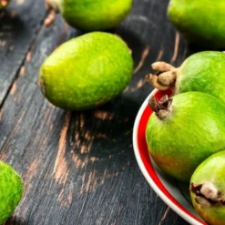 Acca Sellowiana - Pot Ø 40 Cm [pallet] -Aanbiedingen Boom Licht Winkel 1991170815