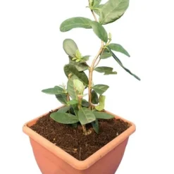 Acca Sellowiana - Pot Ø 24 Cm 9 Acca Sellowiana - Pot Ø 24 Cm -Aanbiedingen Boom Licht Winkel 1991170863