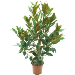 Magnolia Grandiflora Little Gem - Totale Hoogte 110-130 Cm - Pot Ø 22 Cm