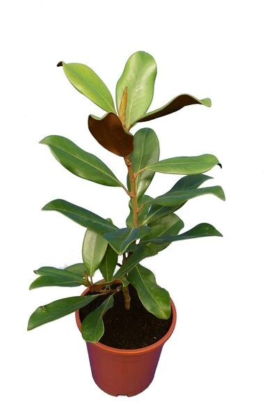 Magnolia Grandiflora Nantais - Totale Hoogte 60+ Cm - Pot Ø 22 Cm 2 Magnolia Grandiflora Nantais - Totale Hoogte 60+ Cm - Pot Ø 22 Cm - Afbeelding 2