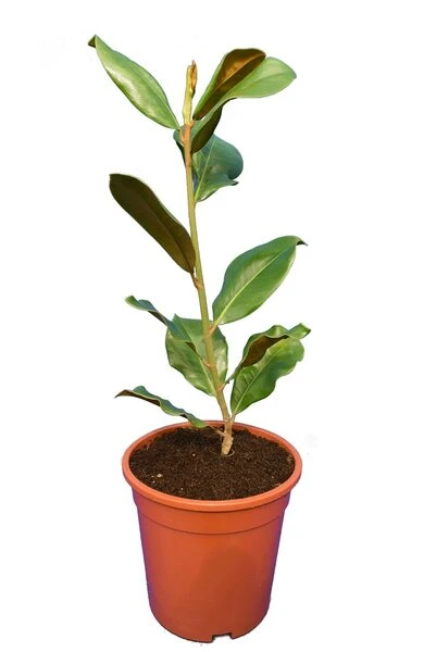 Magnolia Grandiflora Goliath - Totale Hoogte 50+ Cm - Pot Ø 22 Cm 2 Magnolia Grandiflora Goliath - Totale Hoogte 50+ Cm - Pot Ø 22 Cm - Afbeelding 2