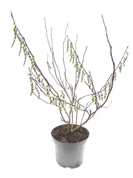 Stachyurus Chinensis Celina - Totale Hoogte 70-90 Cm - Pot Ø 19 Cm 1 Stachyurus Chinensis Celina - Totale Hoogte 70-90 Cm - Pot Ø 19 Cm
