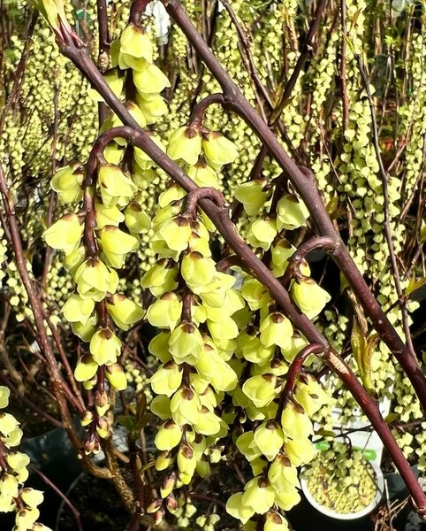 Stachyurus Chinensis Celina - Totale Hoogte 70-90 Cm - Pot Ø 19 Cm 2 Stachyurus Chinensis Celina - Totale Hoogte 70-90 Cm - Pot Ø 19 Cm - Afbeelding 2