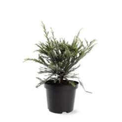 Sequoia Sempervirens Adpressa 3 Ltr