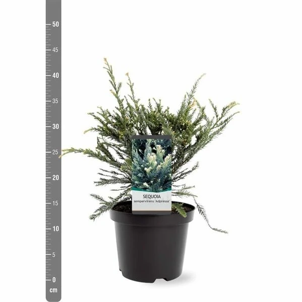 Sequoia Sempervirens Adpressa 3 Ltr 2 Sequoia Sempervirens Adpressa 3 Ltr - Afbeelding 2