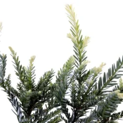 Sequoia Sempervirens Adpressa 3 Ltr 6 Sequoia Sempervirens Adpressa 3 Ltr -Aanbiedingen Boom Licht Winkel 1991176140