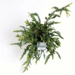 Sequoia Sempervirens Adpressa 3 Ltr 7 Sequoia Sempervirens Adpressa 3 Ltr -Aanbiedingen Boom Licht Winkel 1991176143
