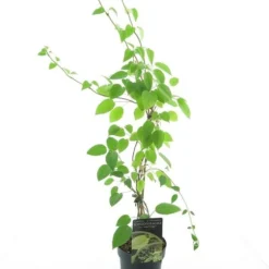 Schizophragma Fauriei Angel Wings - Totale Hoogte 60-80 Cm - Pot Ø 17 Cm