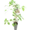 Actinidia Arguta Mammy Weiki 2 Ltr