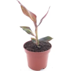 Canna Tropicanna Chrome - Totale Hoogte 30+ Cm - Pot Ø 19 Cm