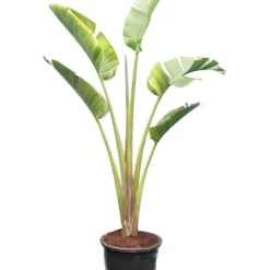 Strelitzia Augusta - Totale Hoogte 180+ Cm - Pot Ø 38 Cm [pallet]