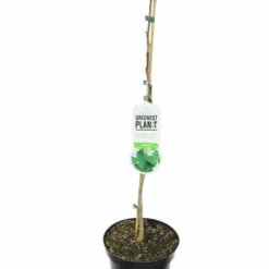 Ginkgo Biloba - Totale Hoogte 40+ Cm - Pot Ø 17 Cm -Aanbiedingen Boom Licht Winkel 1991489328